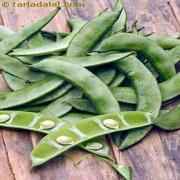 Valor Papdi Val Papdi