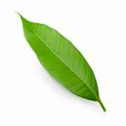 Mango Leaf (Each)