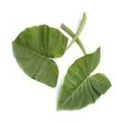 Taro Leaves (Alu/Patra/Arbi/Arvi)