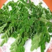 Drumsticks Leaves