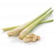 Lemon Grass (Lemongrass)