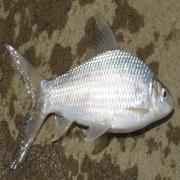 Mrigal (9 15lbs)
