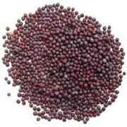 Mustard Seeds (organic)