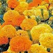 MARIGOLD YELLOW/ORANGE