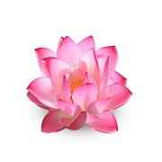 LOTUS EACH