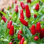 THAI HOT PEPPER