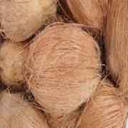 COCONUT WITH HUSK 4FT