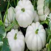 White Pumpkin (2 To 2.5 Lb)