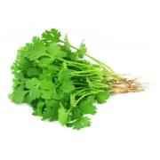 Coriander Bunch (cilantro)