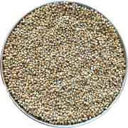 Devam Pearl Millet