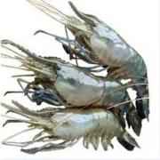 King Prawns Golda