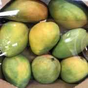INDIAN KESAR MANGOES ORIGIN DOMINICAN REPUBLIC
