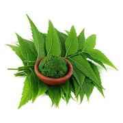 HANS NEEM LEAF