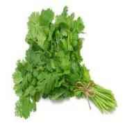 CILANTRO