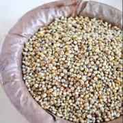 PEARL MILLET KALAVARA