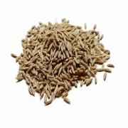 CUMIN SEED GRAIN MARKET