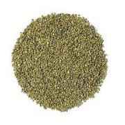 Devam Pearl Millet