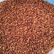 BROWN SESAME SEED (TIL) GRAIN MARKET