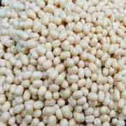 Balaji Urad Gota