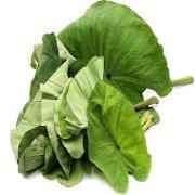 PATRA LEAVES