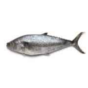 King Fish
