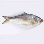 HILSA WHOLE