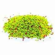 KRISHIV GREEN MUKHWAS