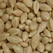 RAMDEV WHEAT MAMRA