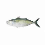 OG INDIAN MACKEREL