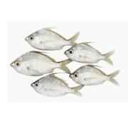 OG SLIVER BIDDY W FISH