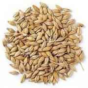JAV (BARLEY)