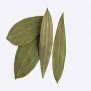 Adani Bay Leaves