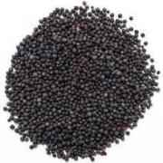 Krish Mustard Seed