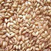 DESI HALEEM WHEAT