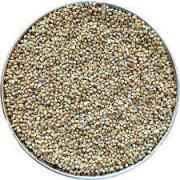 Devam Pearl Millet