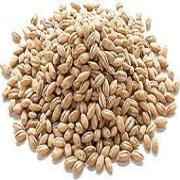 Nirav Haleem Wheat