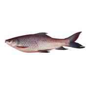 OCEAN BELL ROHU FISH DRESSED