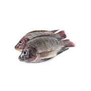 OCEAN BELL TILAPIA WHOLE