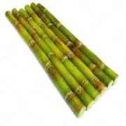 SUGARCANE