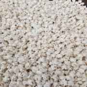BANSI JOWAR MURMURA