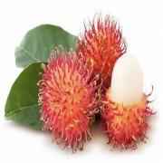 RAMBUTAN
