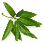 MANGO LEAVES