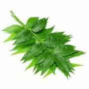 NEEM LEAVES