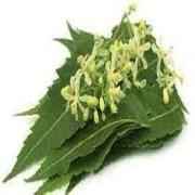 NEEM FLOWER