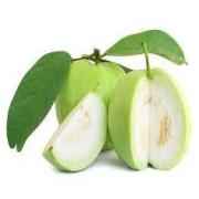 GUAVA