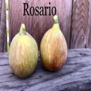 Rosario A Veg
