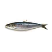 SARDINES