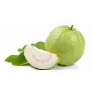 GUAVA (BIG)