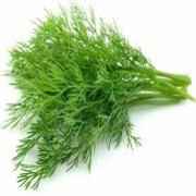 DILL BUNCH