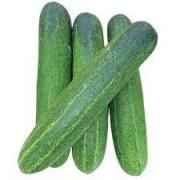 CUCUMBER INDIAN